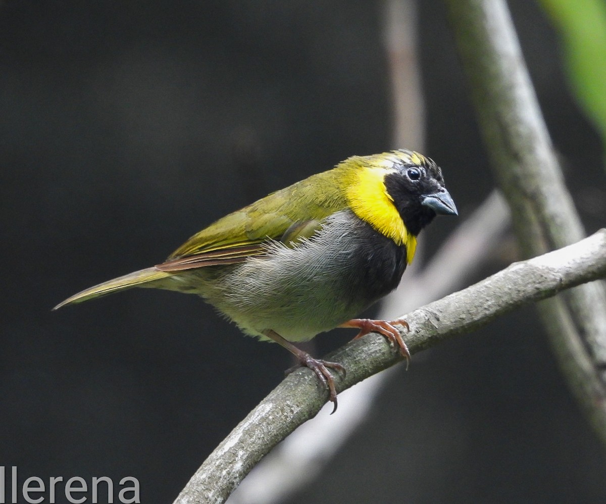 Cuban Grassquit - ML624533037