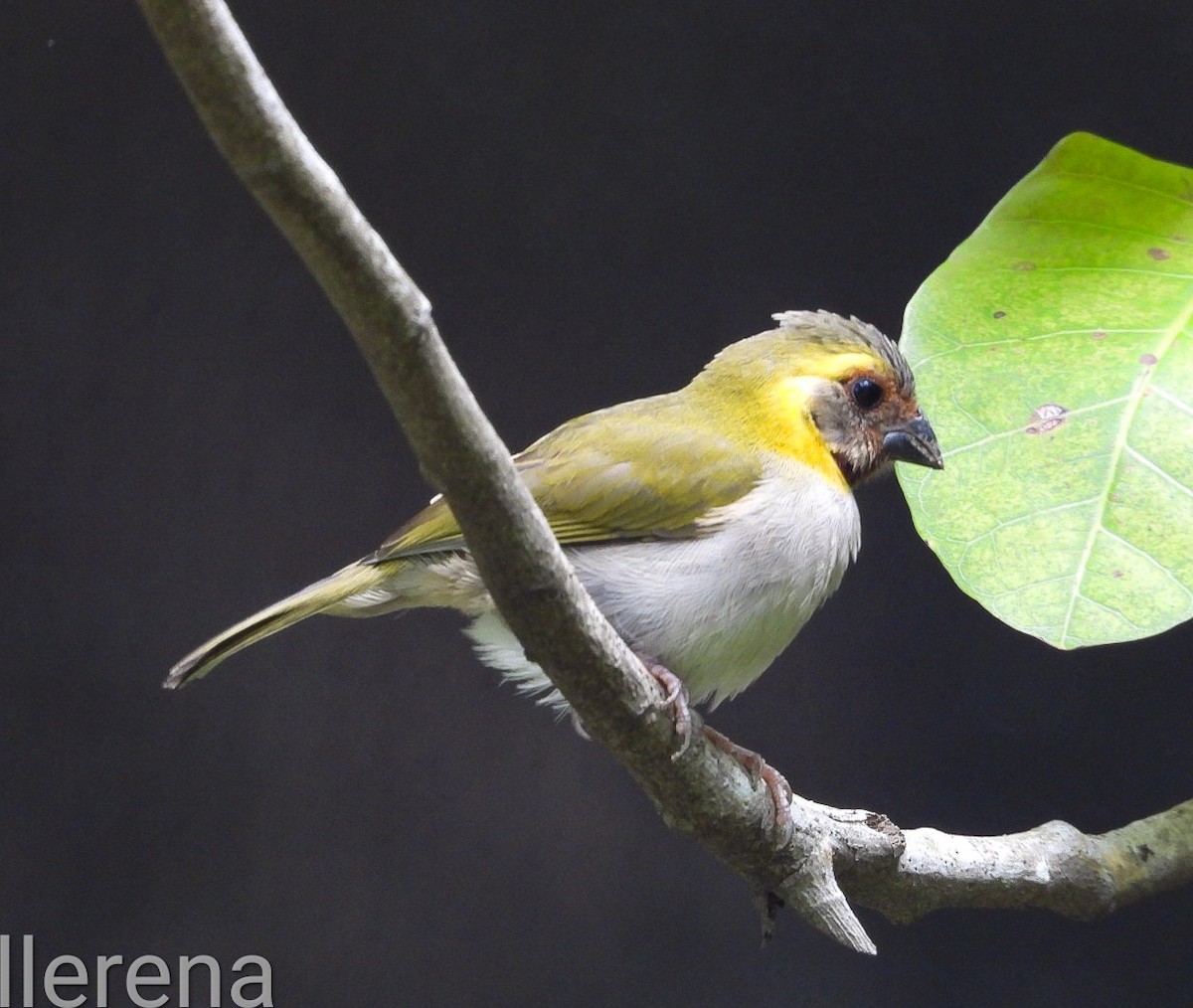 Cuban Grassquit - ML624533038