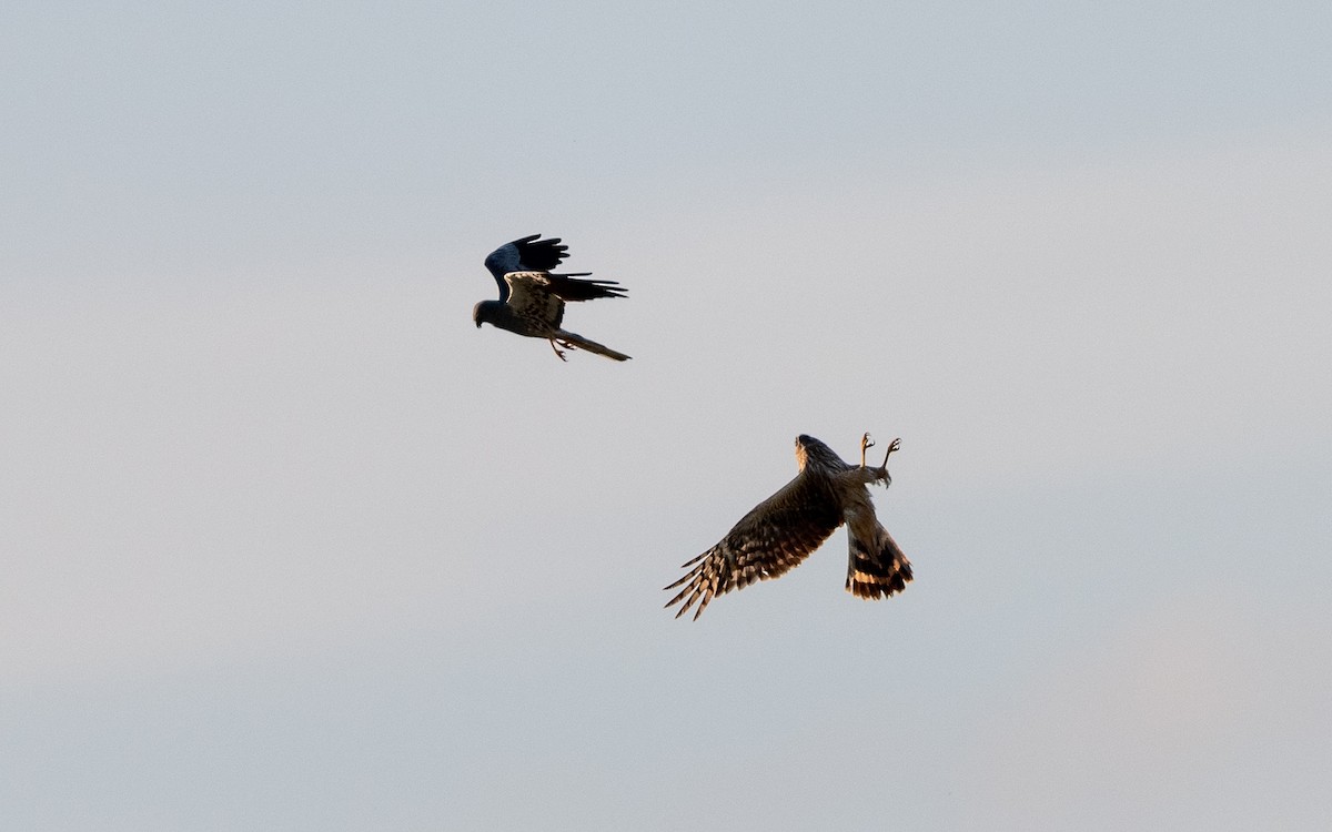 Montagu's Harrier - Serge Horellou