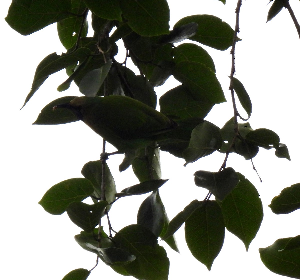 Golden-fronted Leafbird - ML624533040