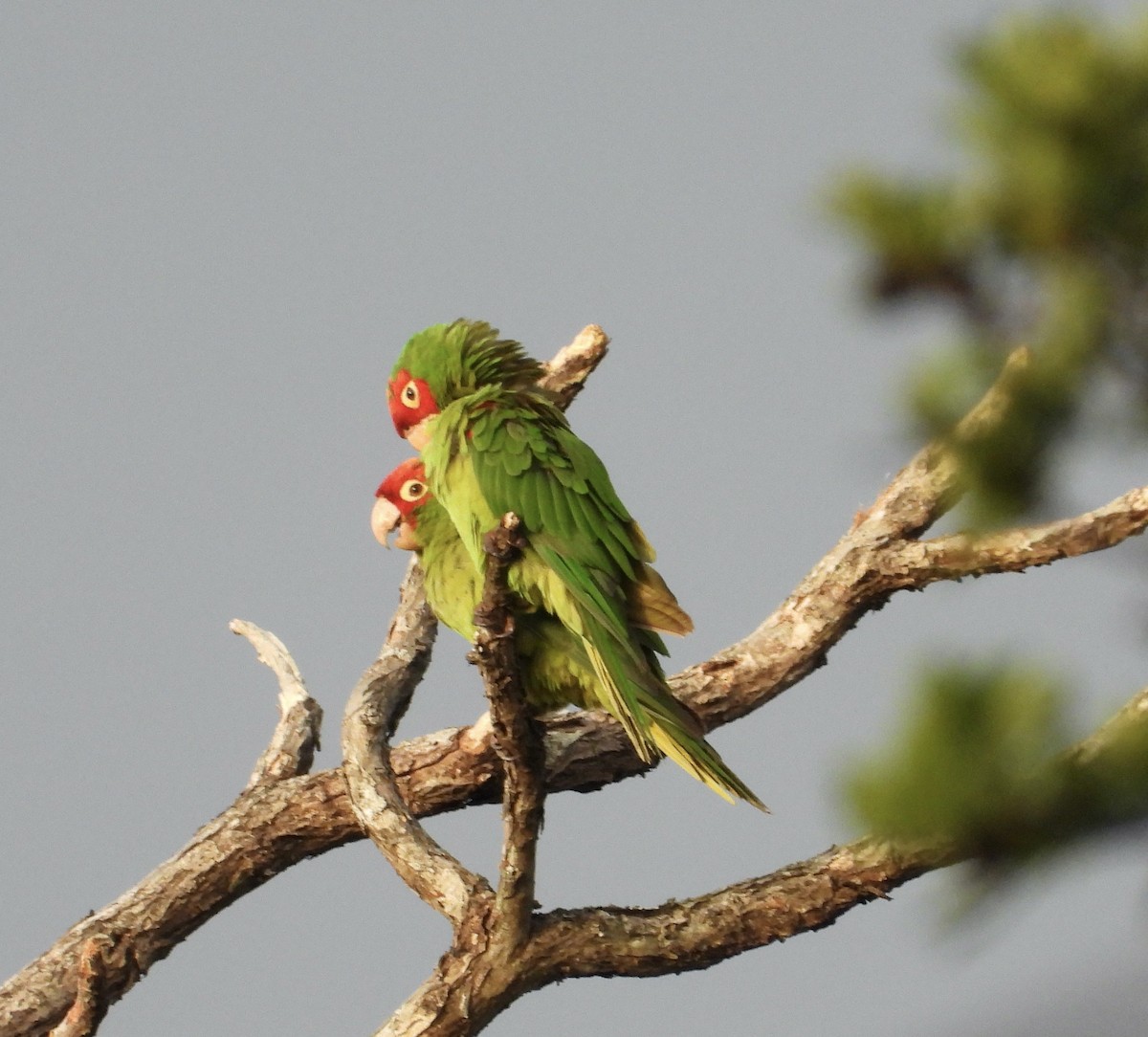 オナガアカボウシインコ - ML624533045