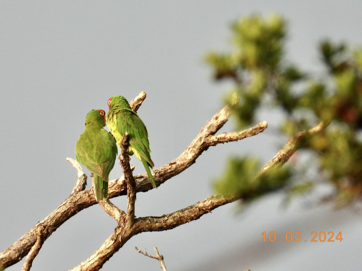 オナガアカボウシインコ - ML624533046