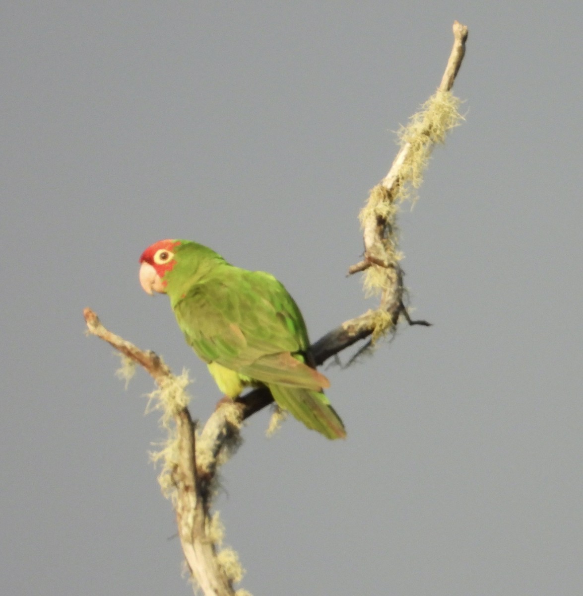 Red-masked Parakeet - ML624533047