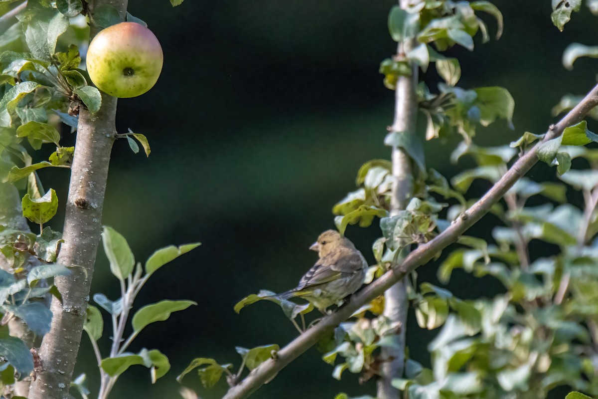 European Greenfinch - Janet Stevens