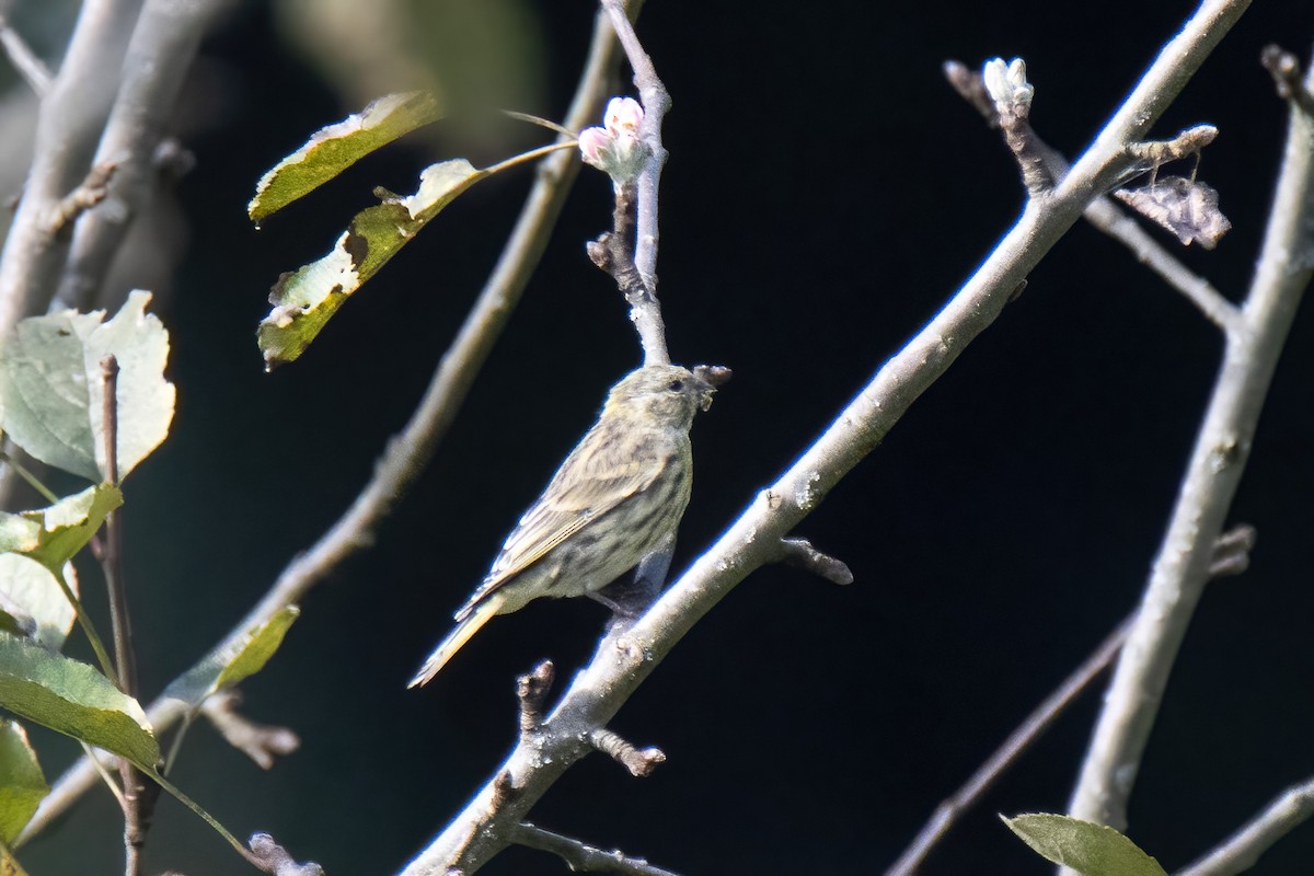 European Serin - ML624533056