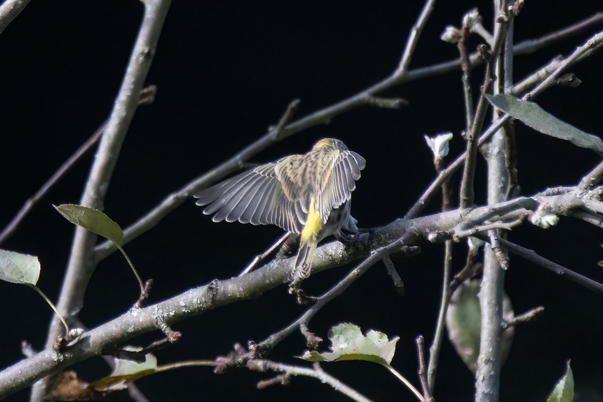 European Serin - ML624533057