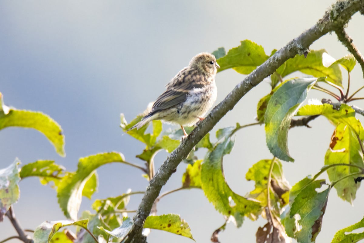 European Serin - ML624533058