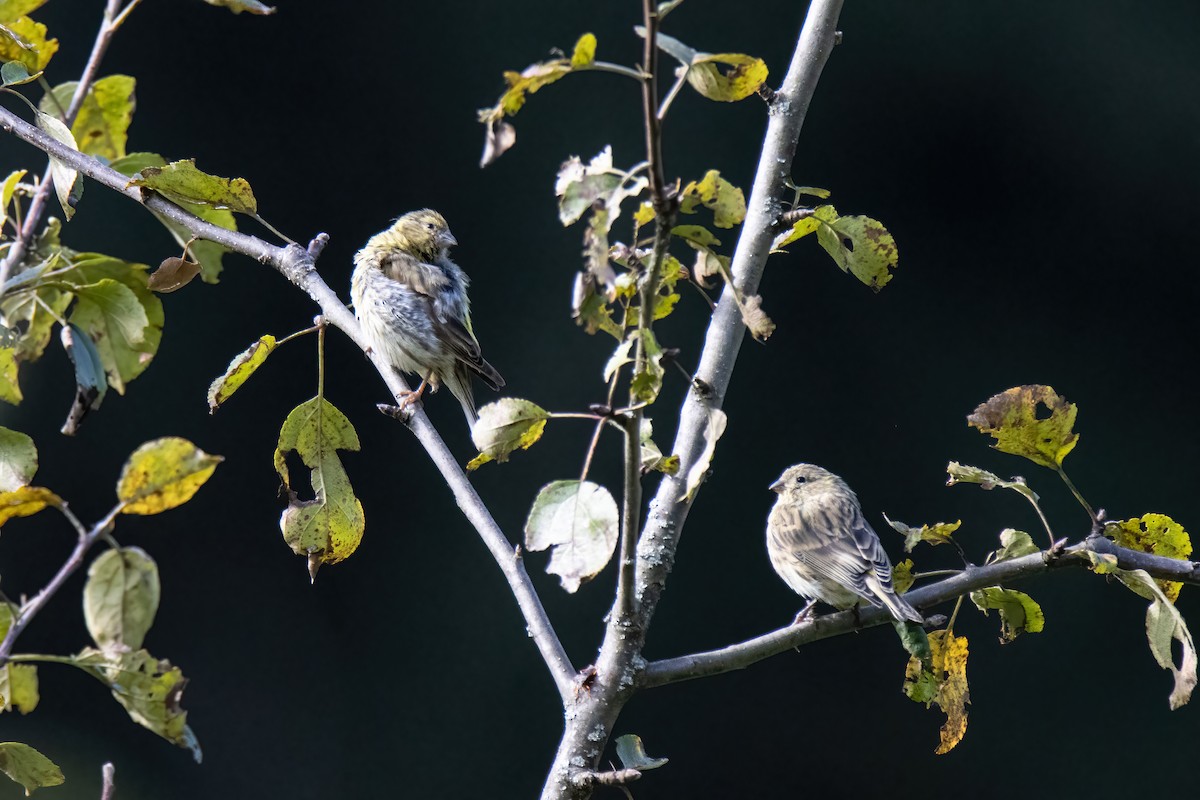 European Serin - ML624533059