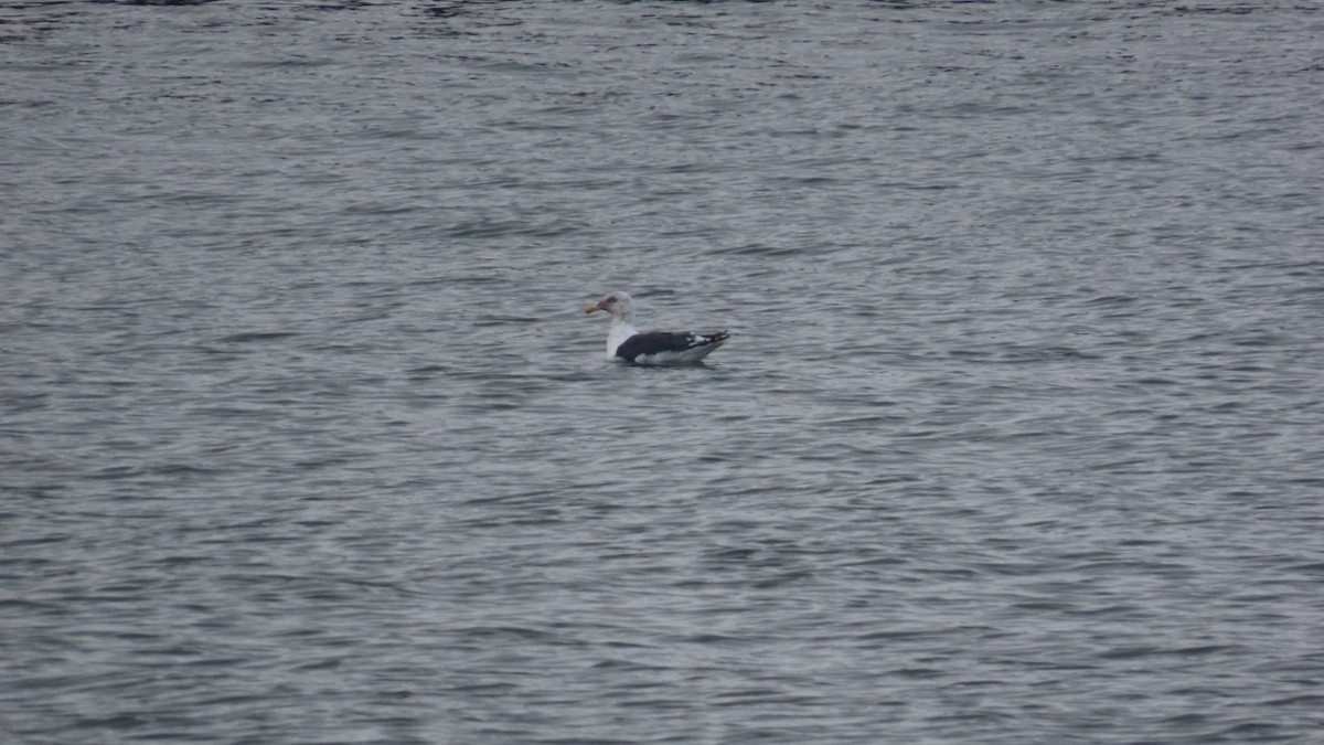 Slaty-backed Gull - ML624533060