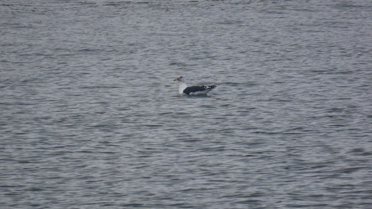 Slaty-backed Gull - YUKIKO ISHIKAWA