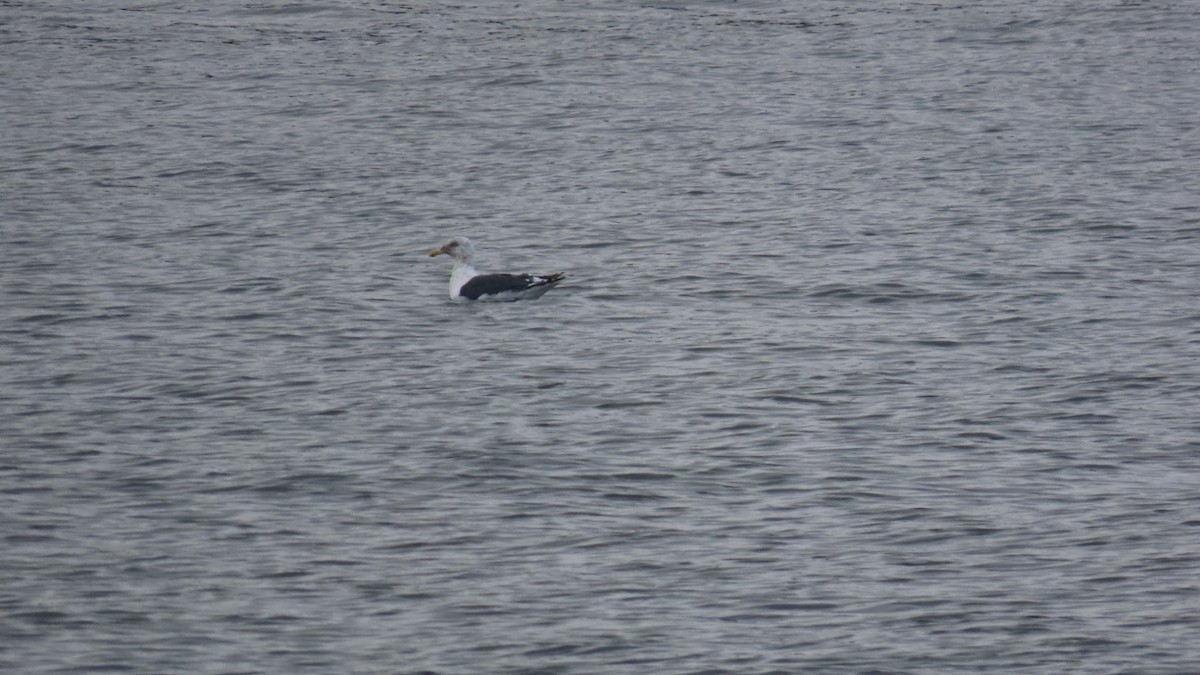 Slaty-backed Gull - ML624533062