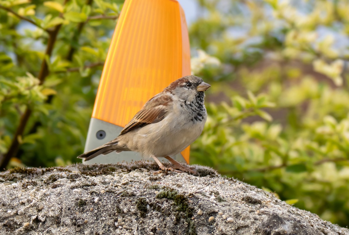 House Sparrow - ML624533063