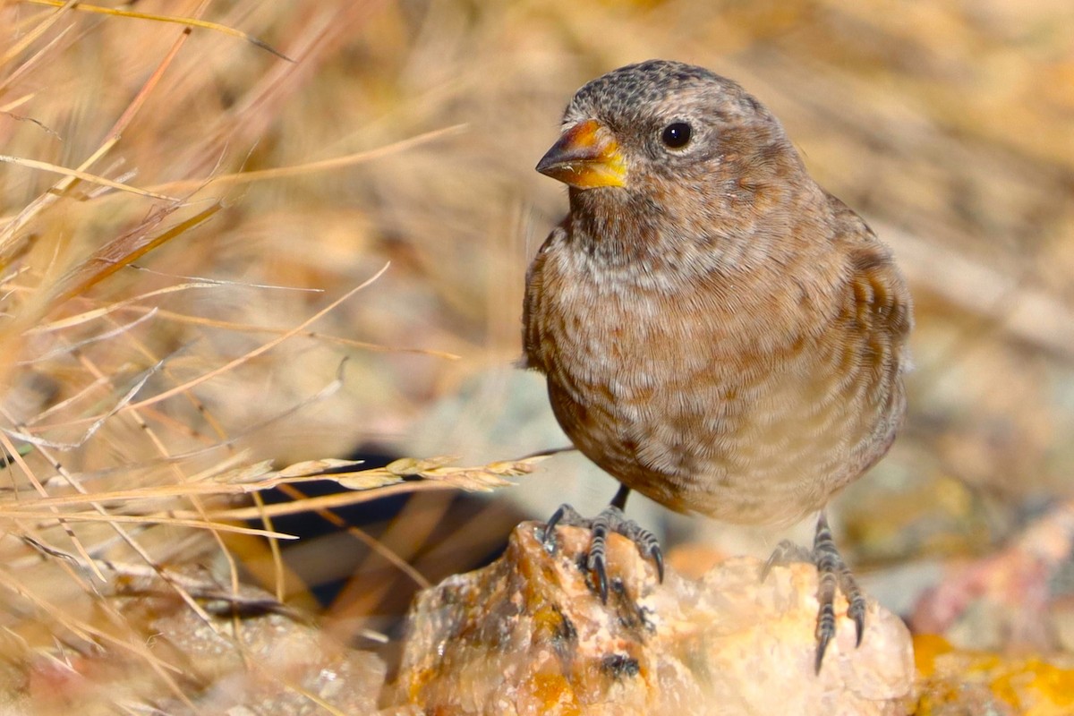 Brown-capped Rosy-Finch - ML624533064