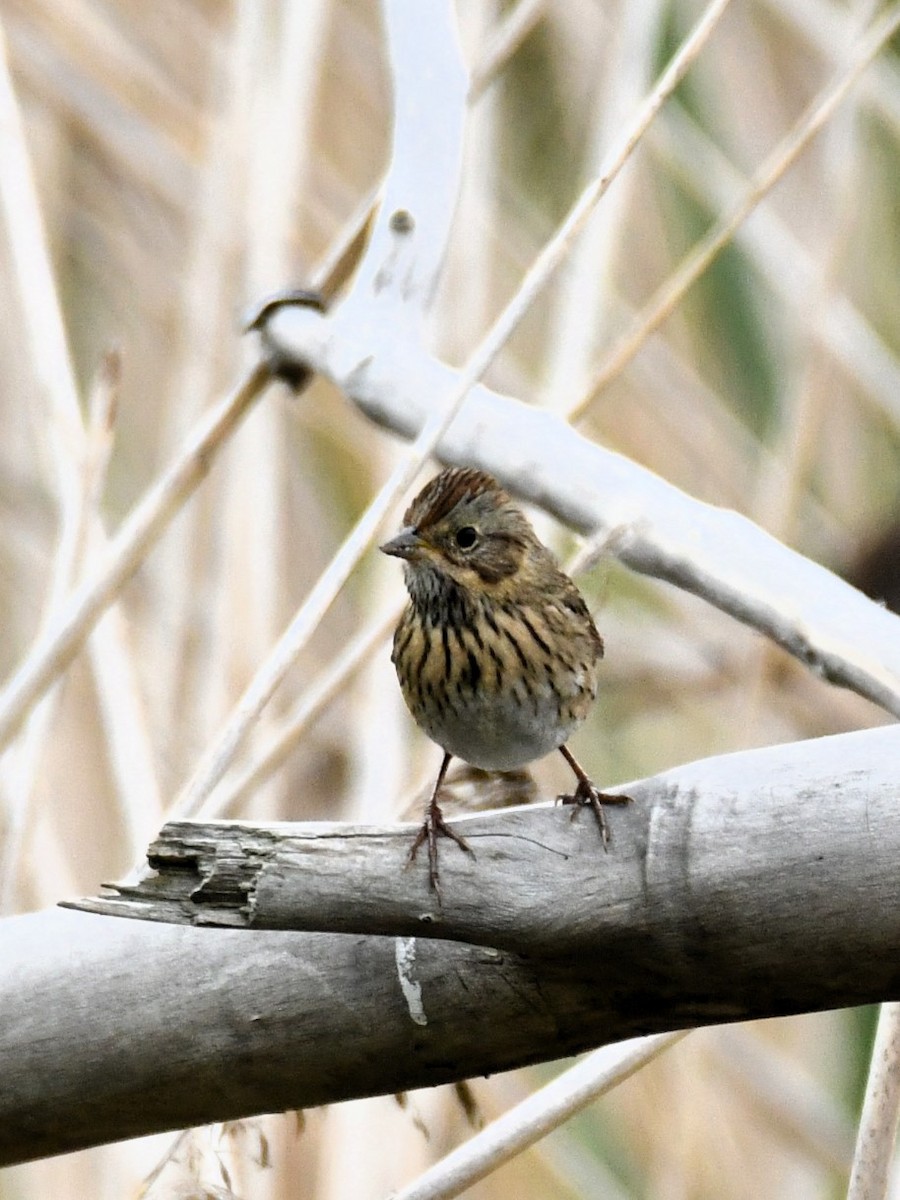 Lincoln's Sparrow - ML624533066