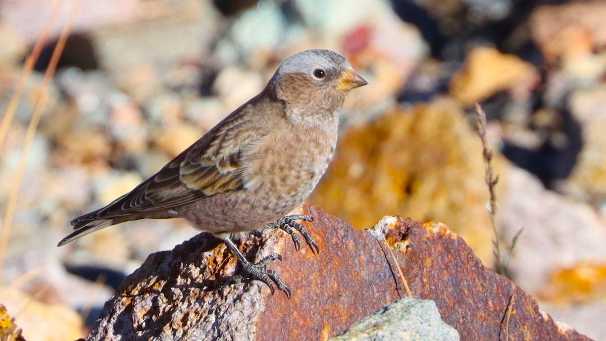 Brown-capped Rosy-Finch - ML624533068