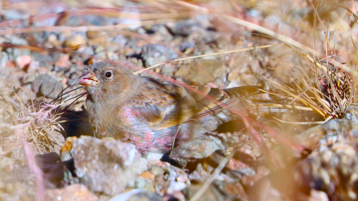 Brown-capped Rosy-Finch - ML624533069