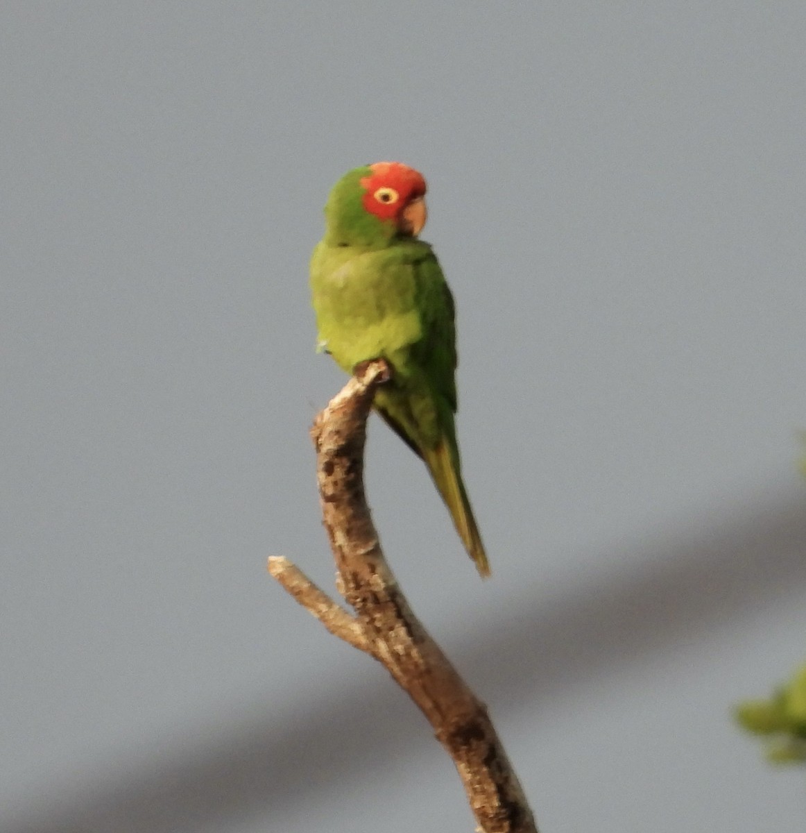 Red-masked Parakeet - ML624533070