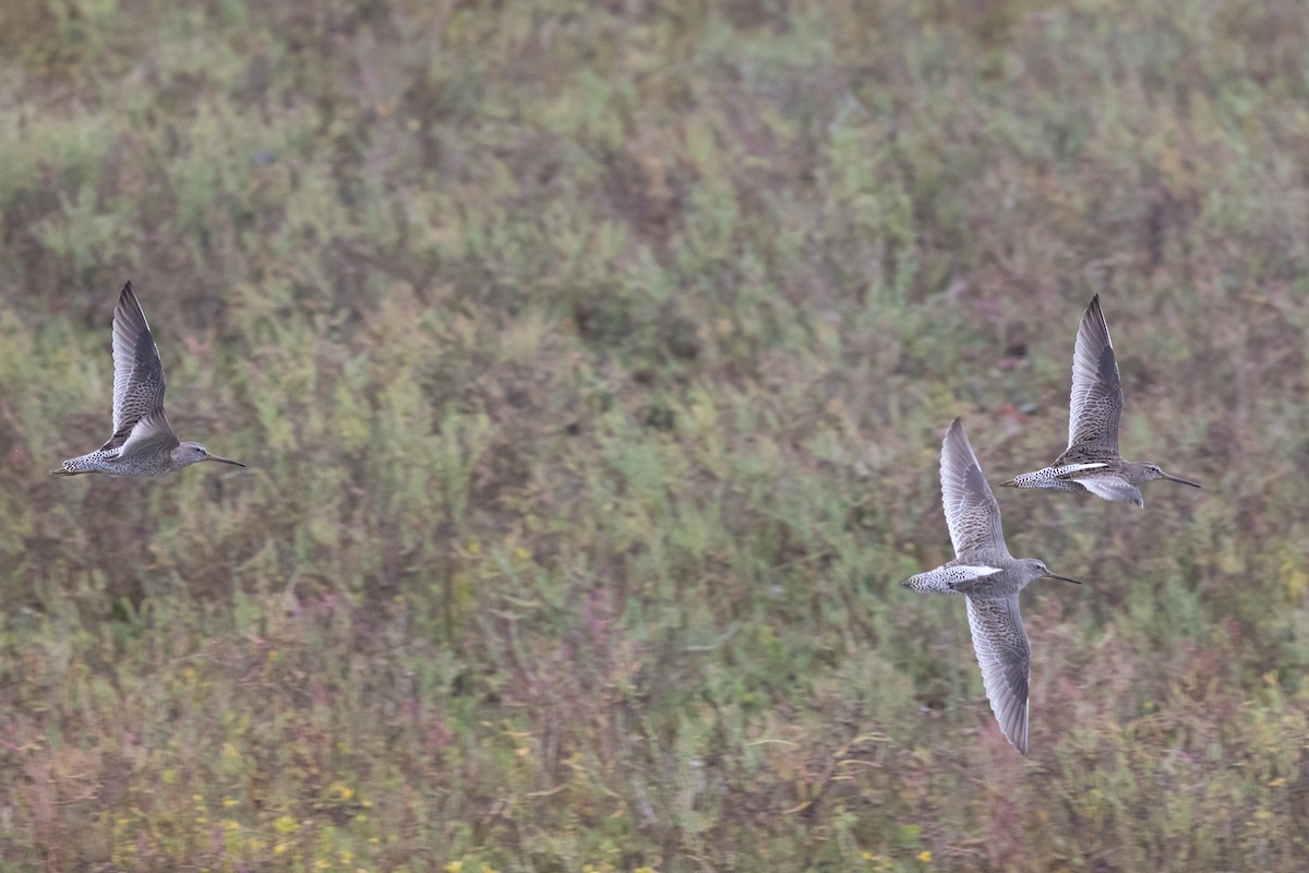 Short-billed Dowitcher - ML624533071