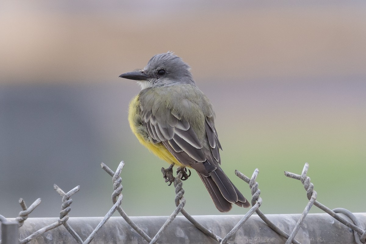 Tropical Kingbird - ML624533073