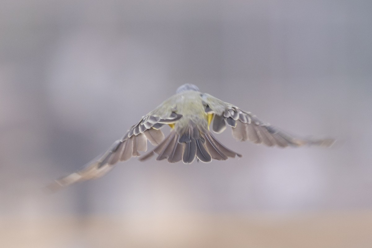 Tropical Kingbird - ML624533075