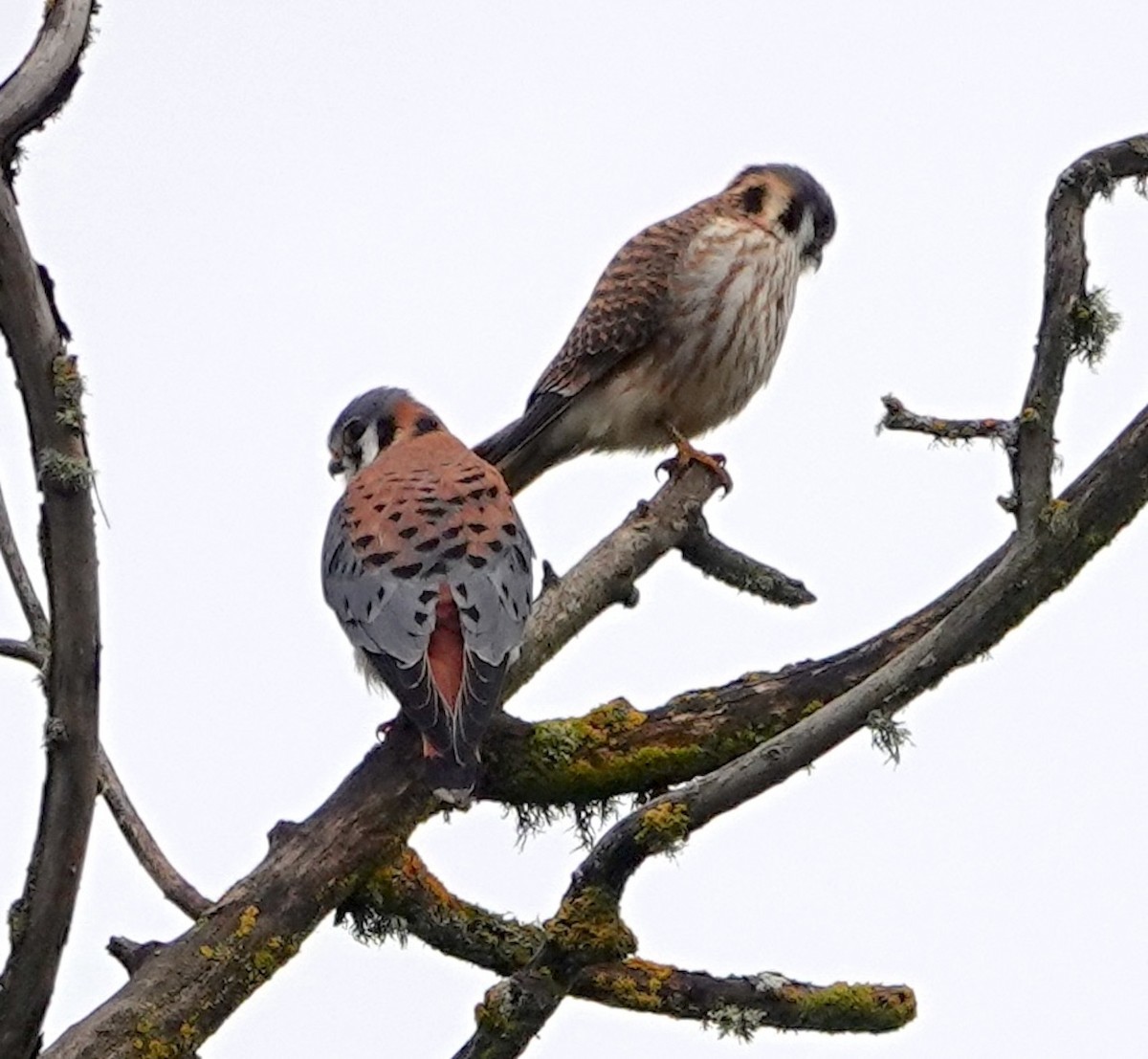 American Kestrel - ML624533077