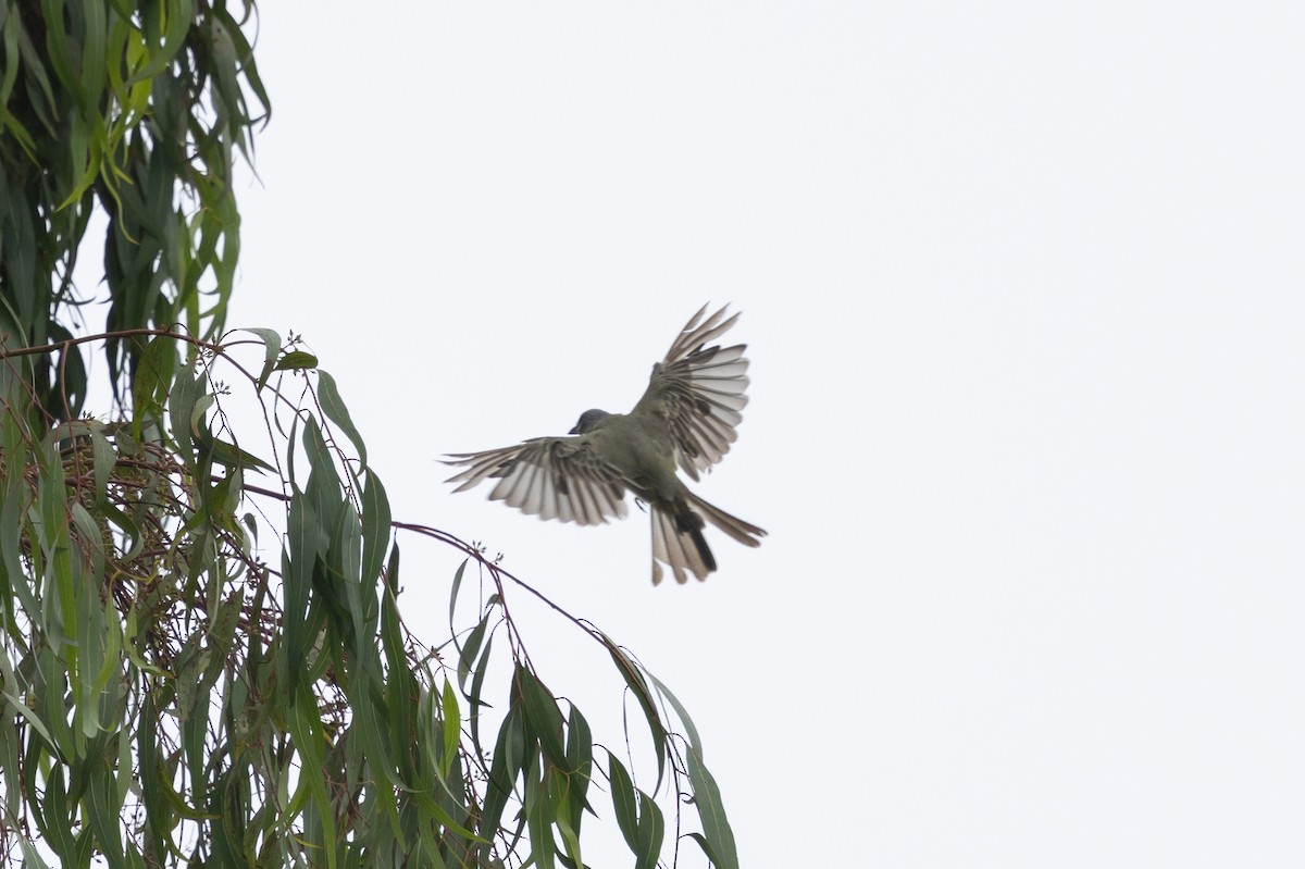 Tropical Kingbird - ML624533078