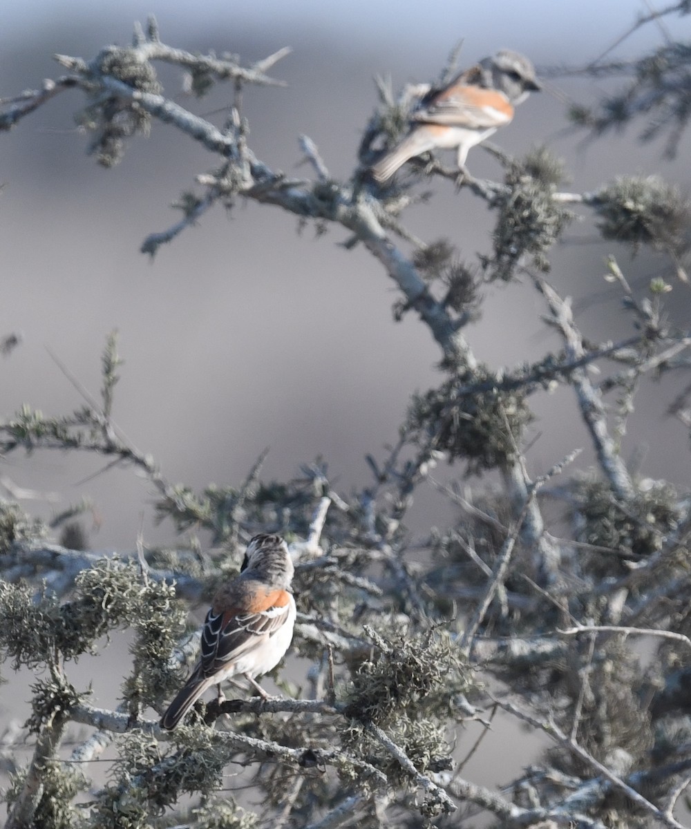 Cape Sparrow - ML624533079