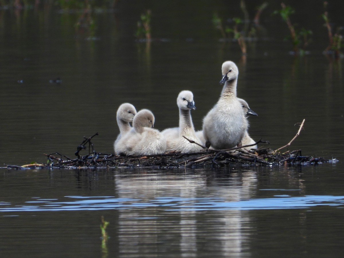 Black Swan - Chris & Derek