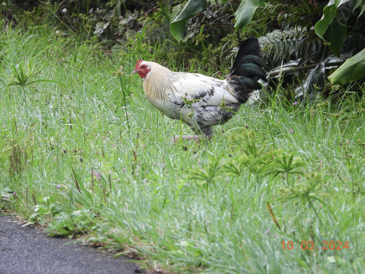 Red Junglefowl (Domestic type) - ML624533081