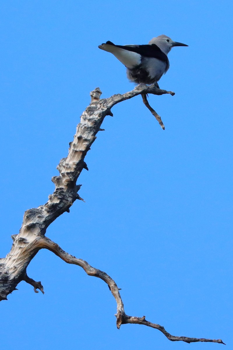 Clark's Nutcracker - ML624533083