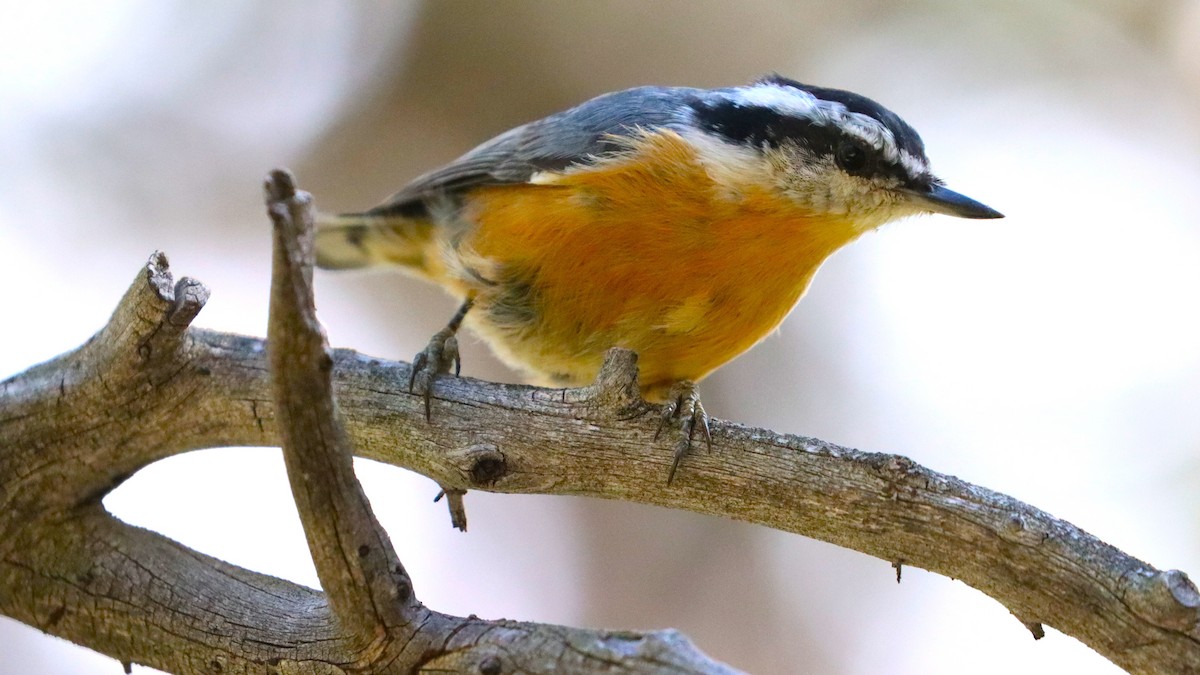 Red-breasted Nuthatch - ML624533084