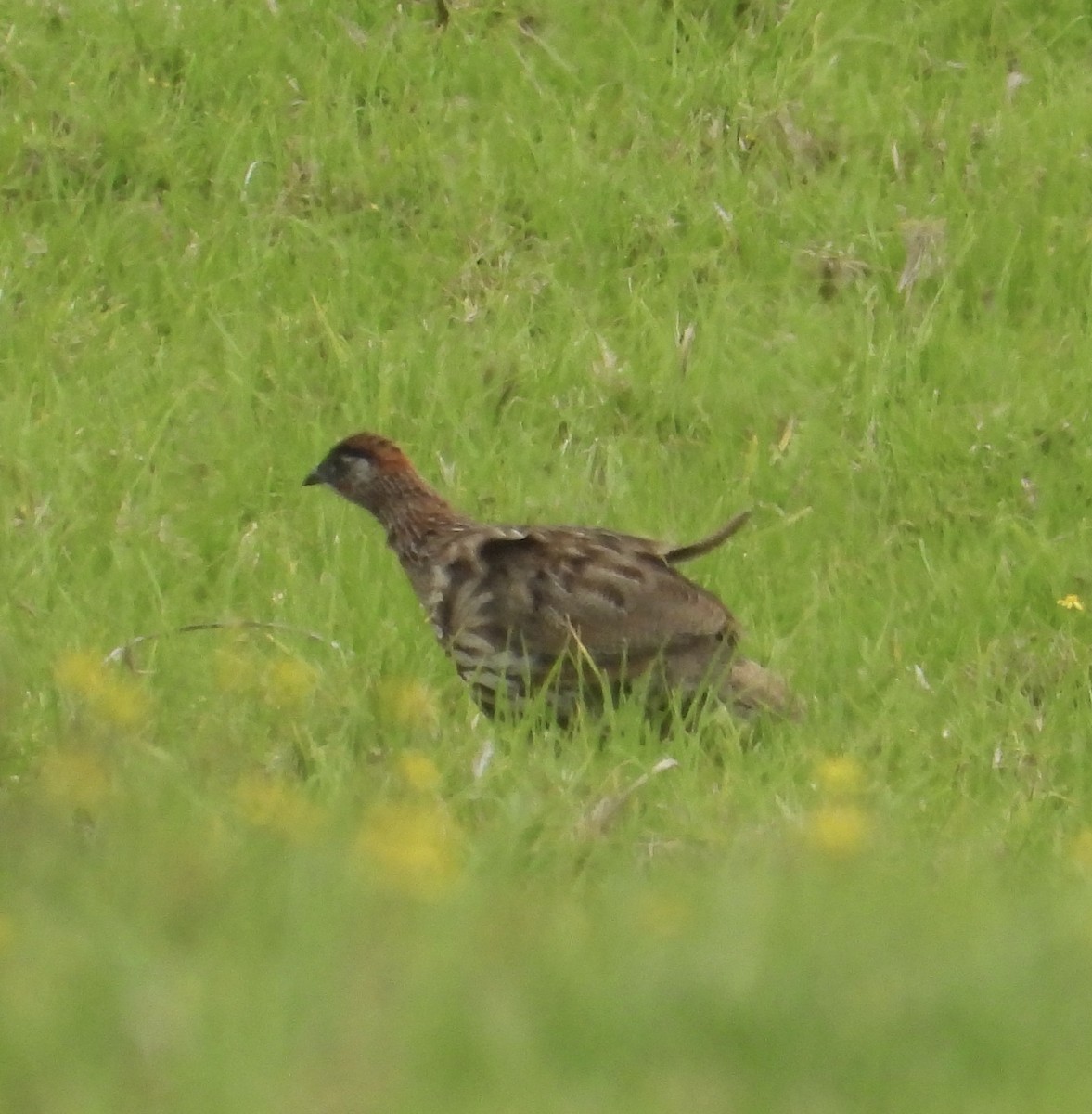 Erckel's Spurfowl - ML624533089