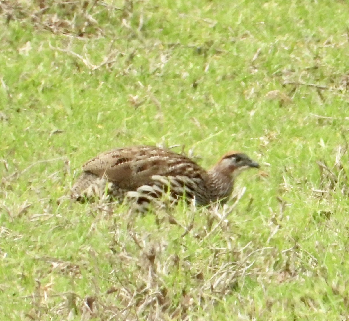 Francolín de Erckel - ML624533090