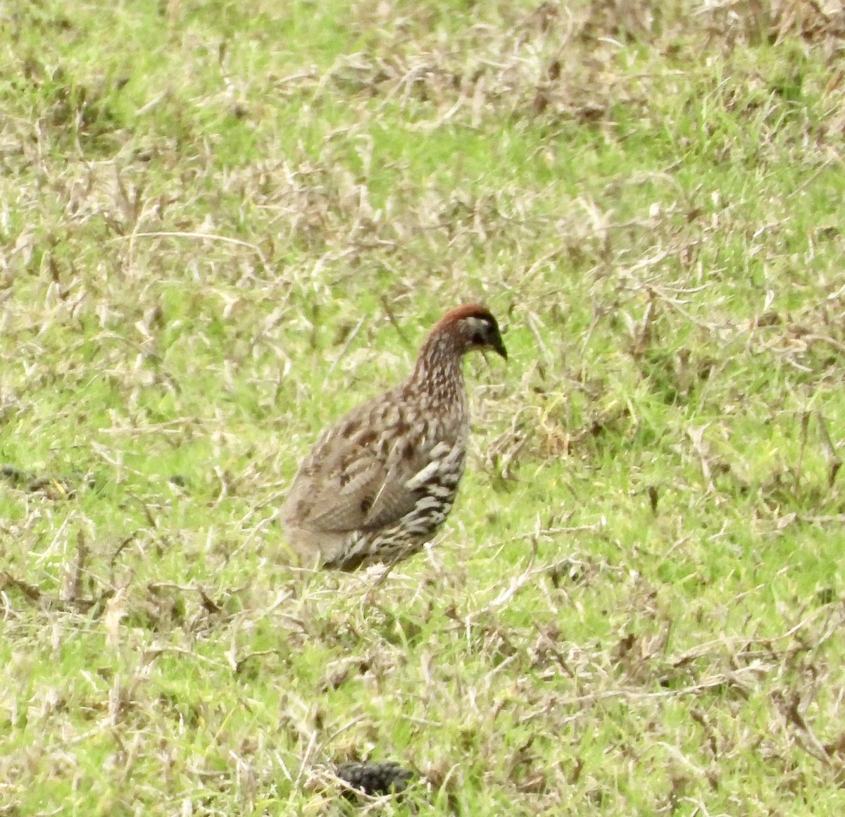 Erckel's Spurfowl - ML624533091