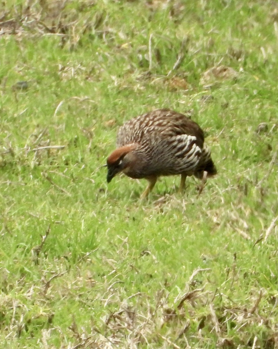 Erckel's Spurfowl - Sally Bergquist