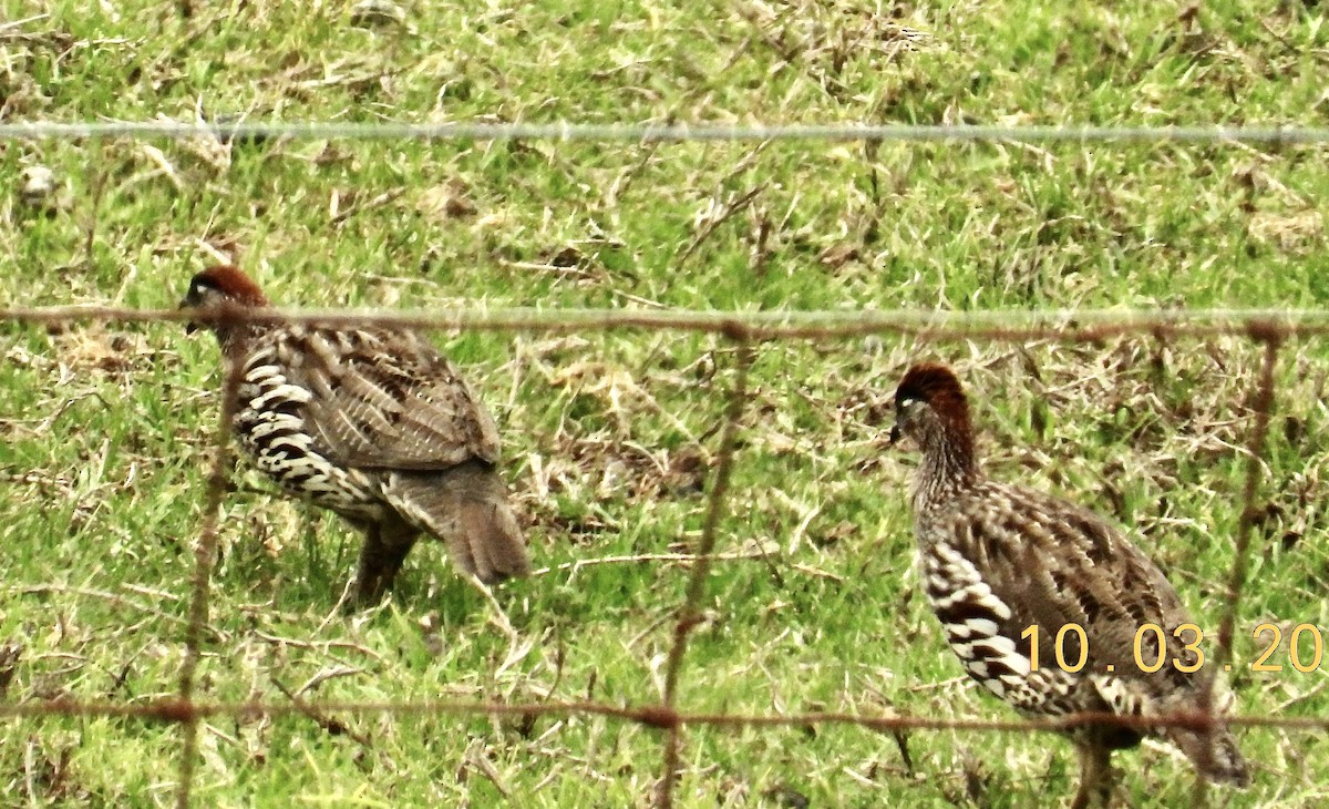 Erckel's Spurfowl - ML624533096