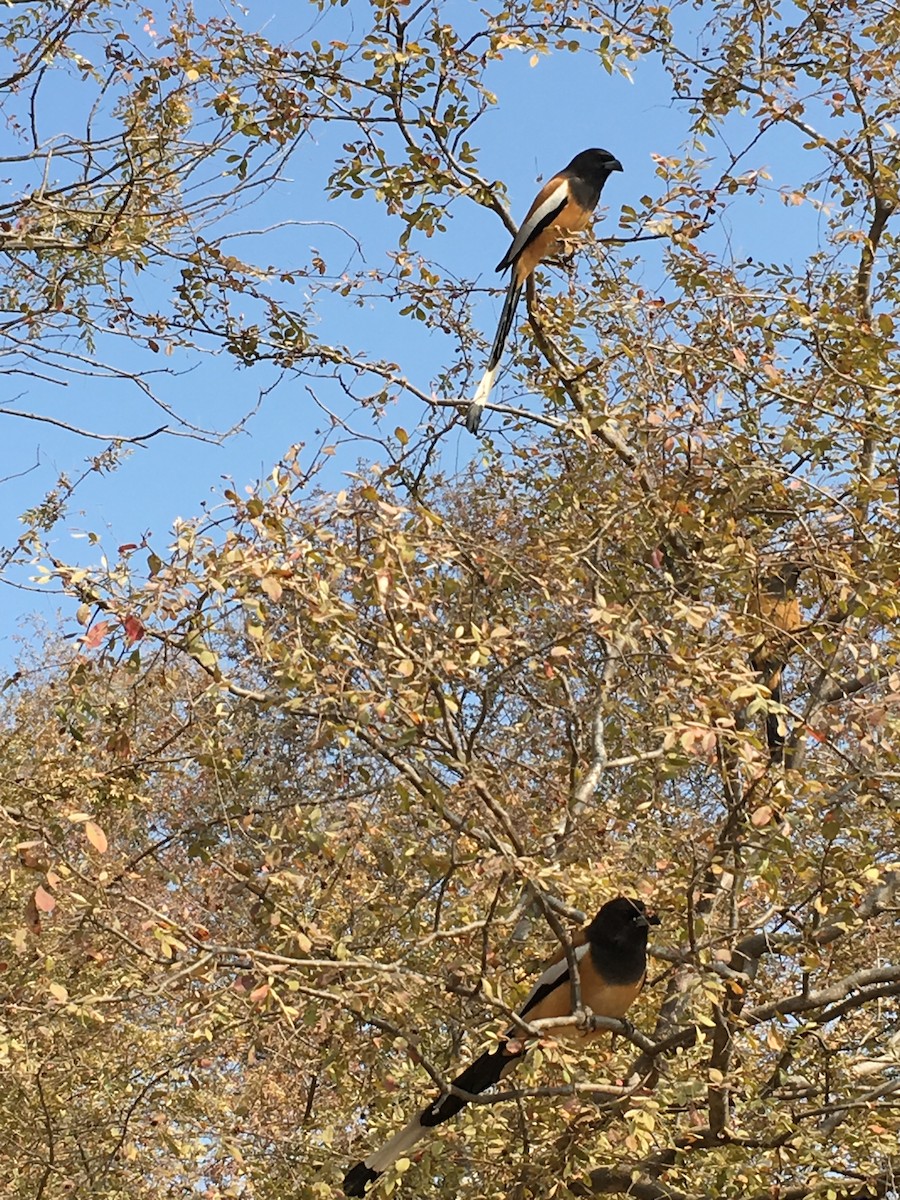 Rufous Treepie - ML624533104