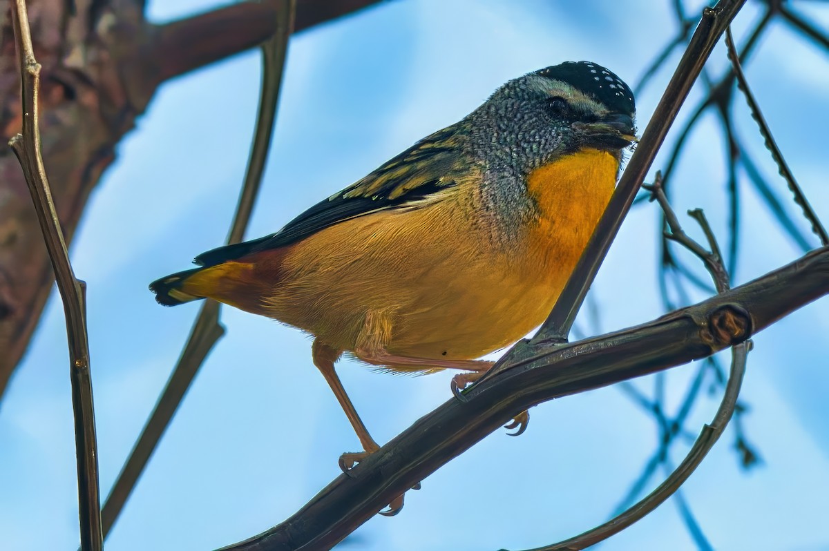 Fleckenpanthervogel (punctatus) - ML624533125