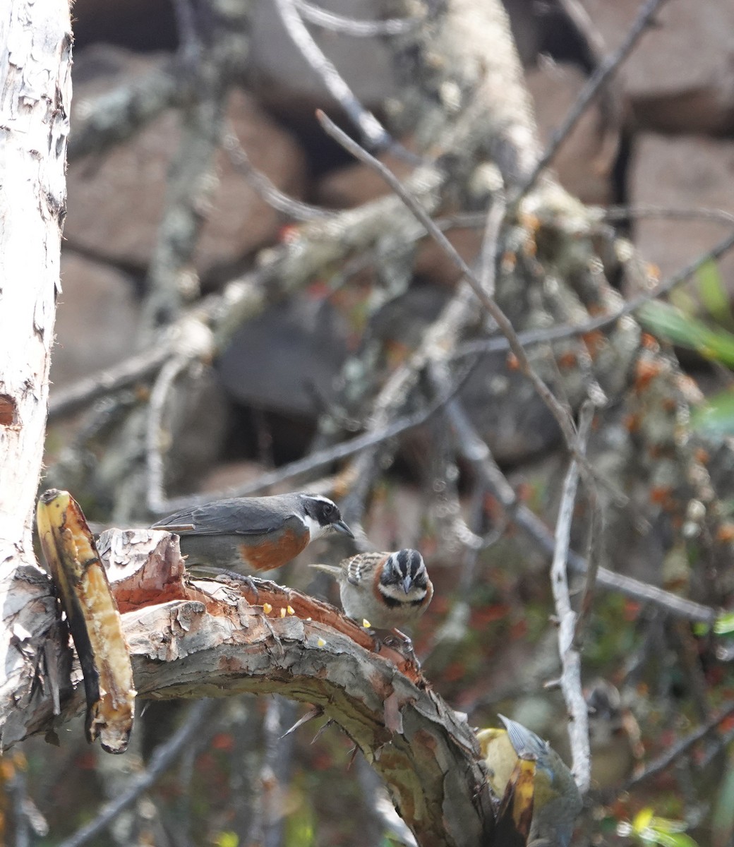 Chestnut-breasted Mountain Finch - ML624533163