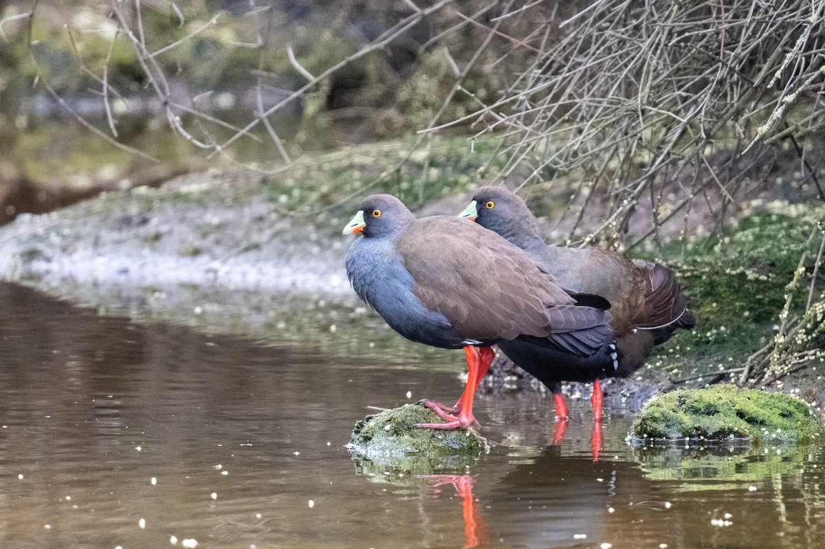 Rotfuß-Teichhuhn - ML624533204