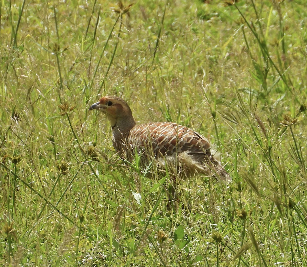 Gray Francolin - ML624533221