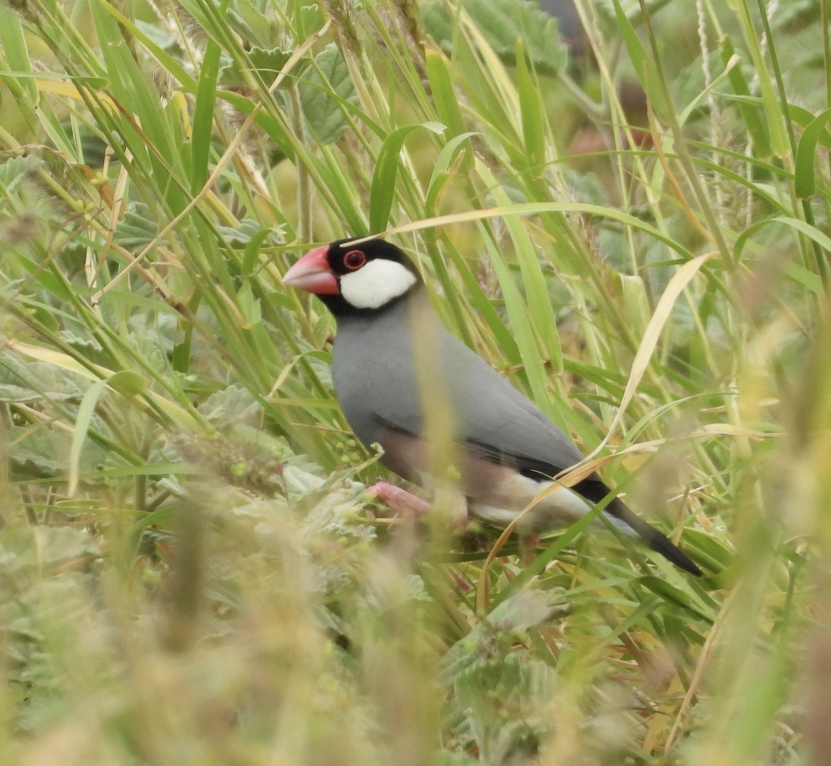 Java Sparrow - ML624533233