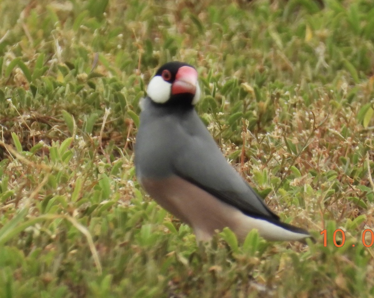 Java Sparrow - ML624533244