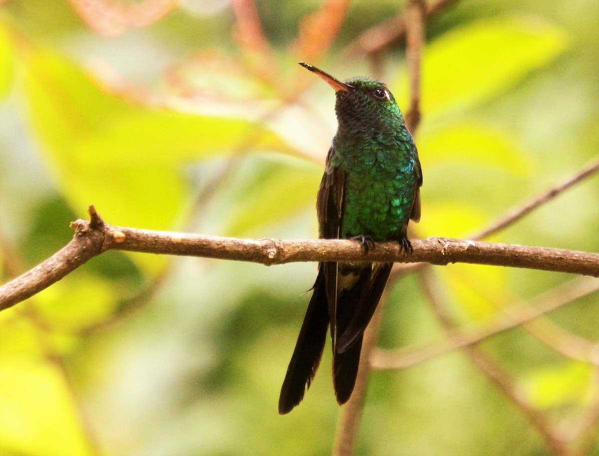 Cuban Emerald - ML624533257