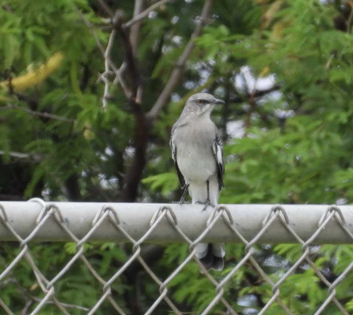 Northern Mockingbird - ML624533260