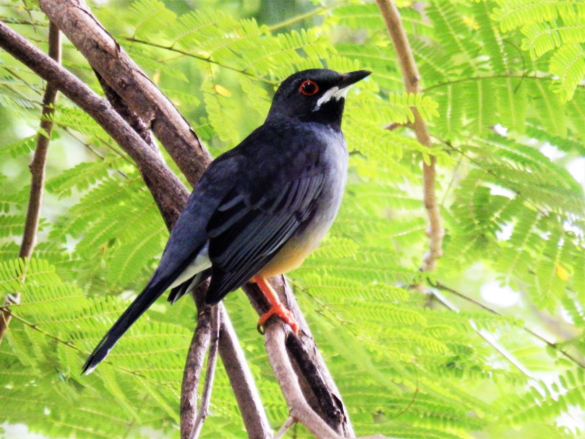 Red-legged Thrush - ML624533264