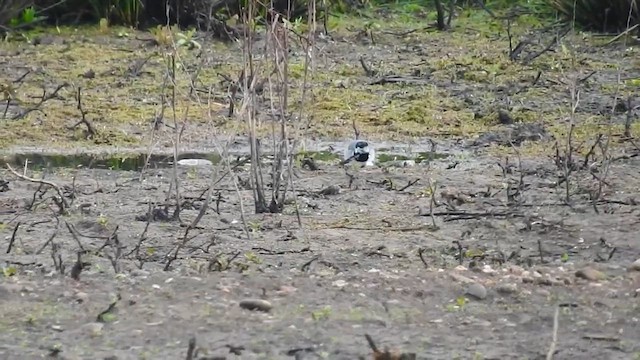 נחליאלי לבן (לבן-פנים) - ML624533265