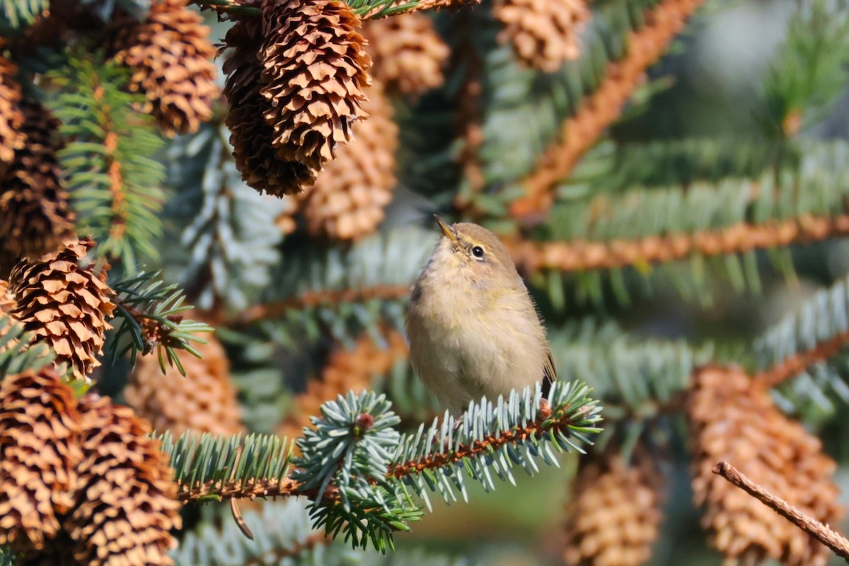 Common Chiffchaff - Per Harald Pedersen