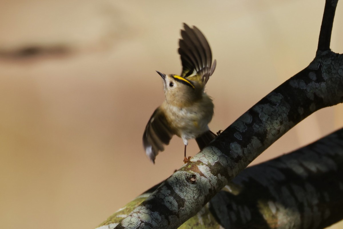 Goldcrest - Per Harald Pedersen