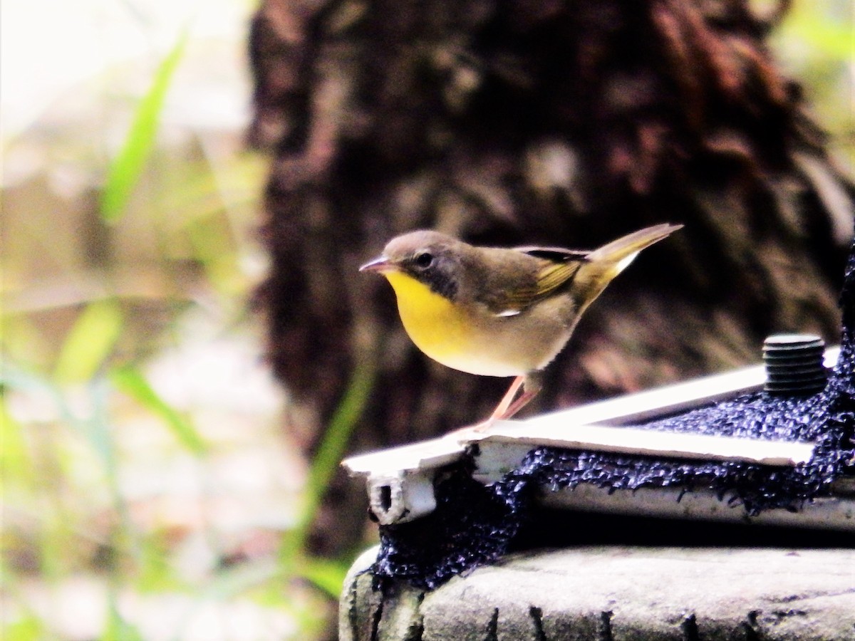 Common Yellowthroat - ML624533278